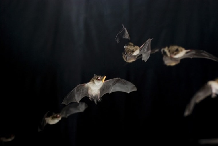 Image: Daubenton's bat during prey capture